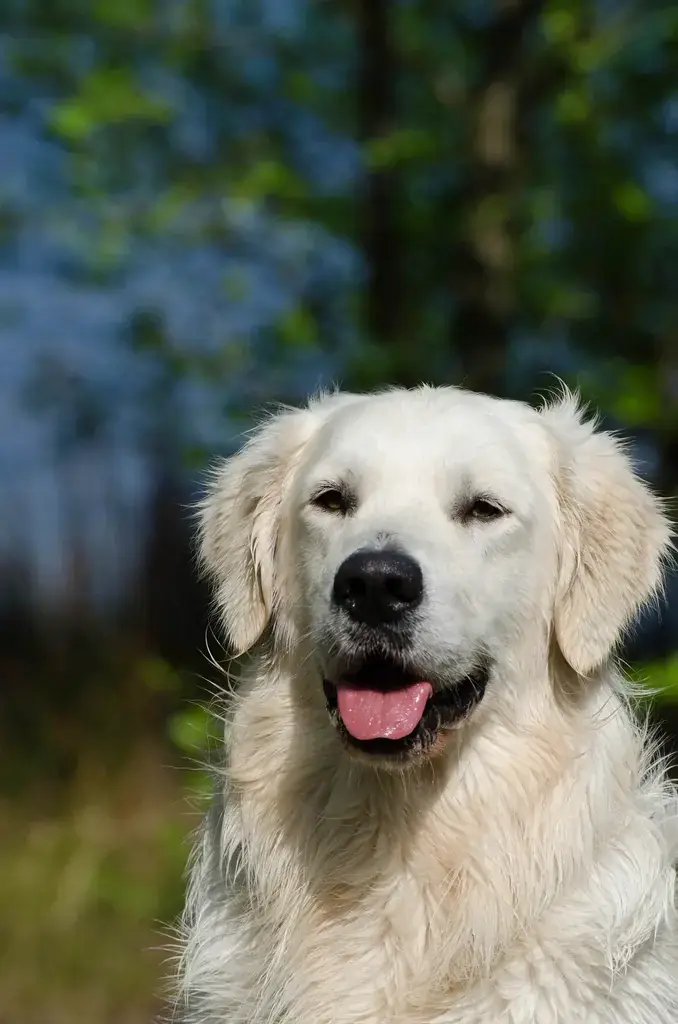 Un golden retriever sonriendo