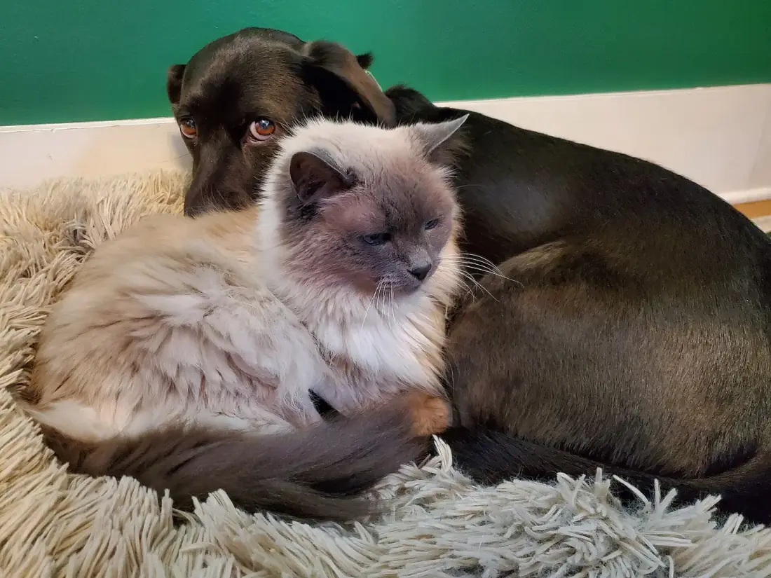 Un gato y un perro acurrucados